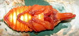 9c96da50.jpg