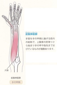 伸筋2