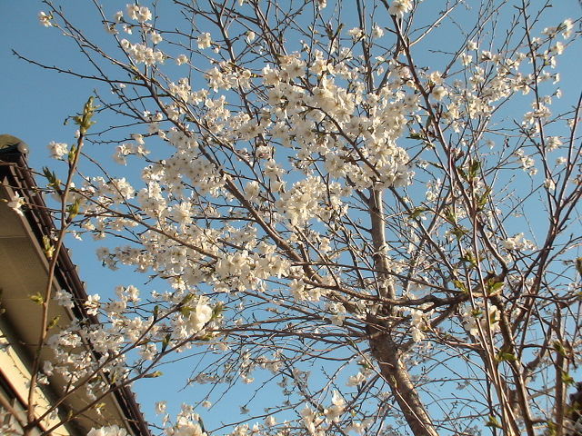 DSC04724