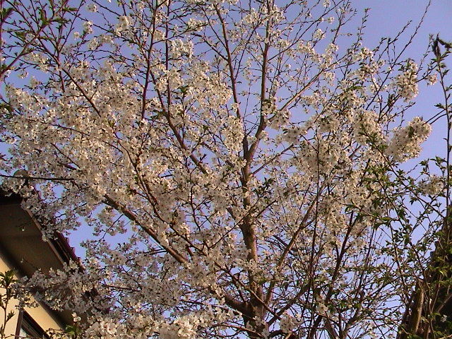 DSC00004