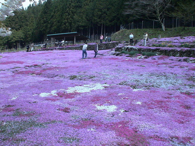 DSC06426
