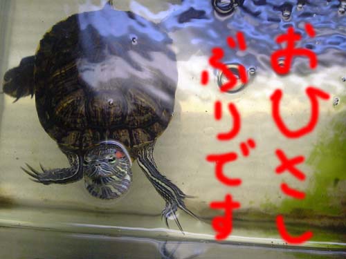 puru