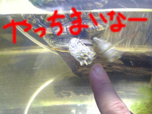 puru2