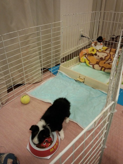 2013-12-29-koharu2