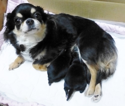 う~ろんベビー 生後11日目