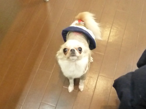 しなもん 20152015
