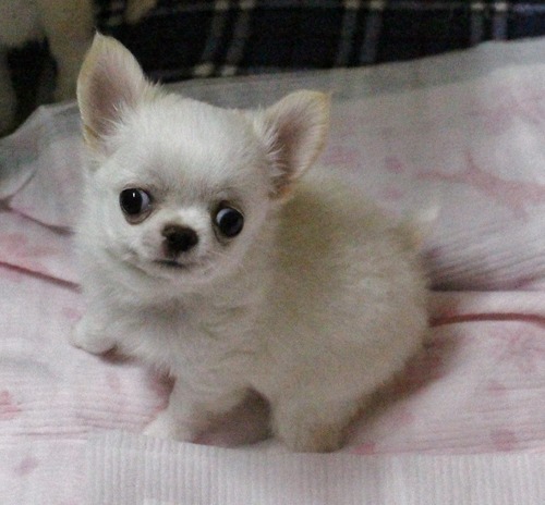 ふらっぐ 生後63日目