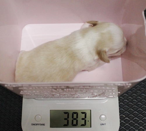 あや 15日目