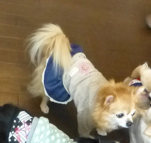 ここあ 20150215