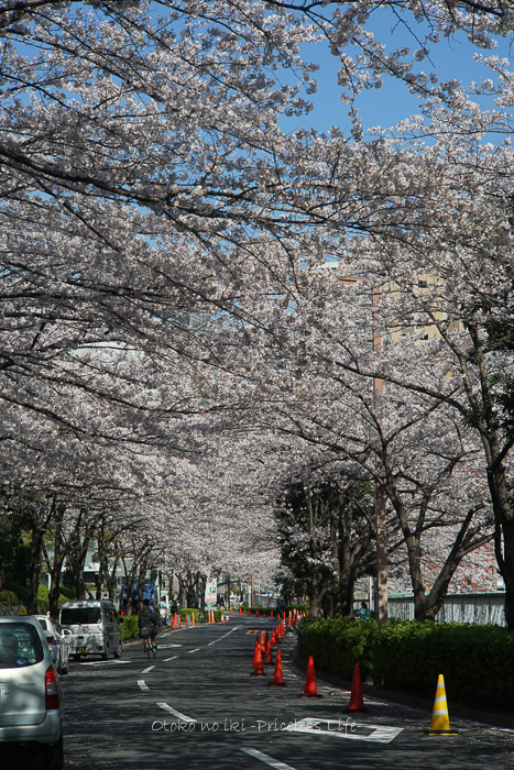 花見目黒川2019-1