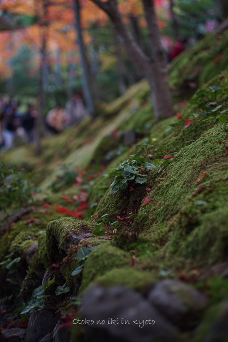 1113常寂光寺11月-27