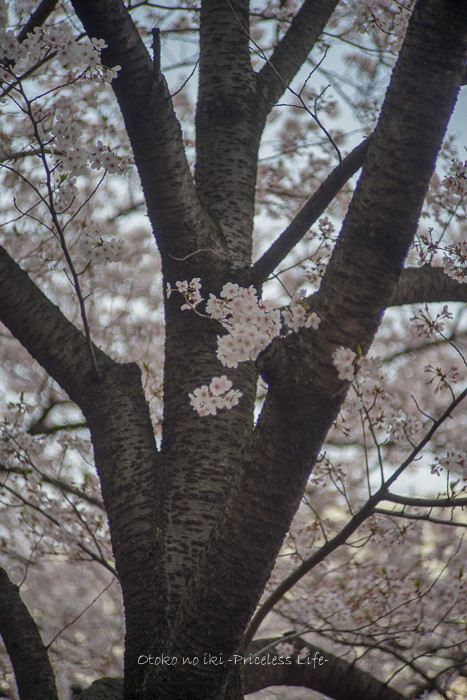 花見2019-25