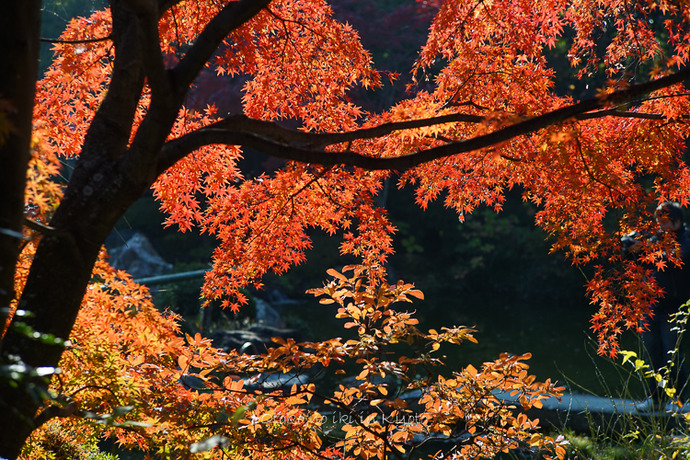 1116退蔵院11月-25