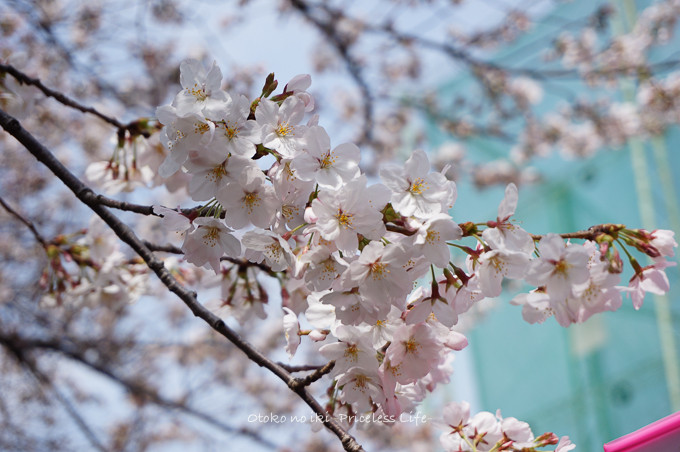 0401HANAMI3月-3