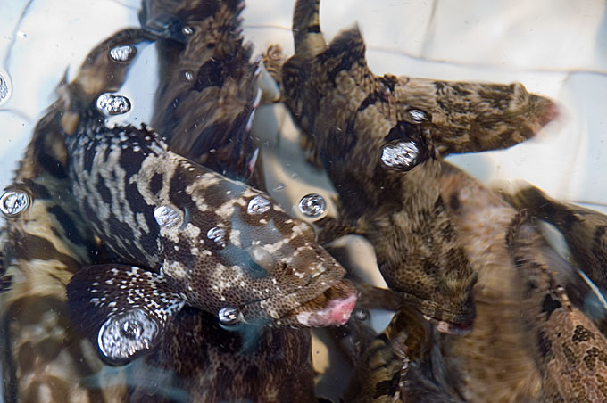 グロイ魚