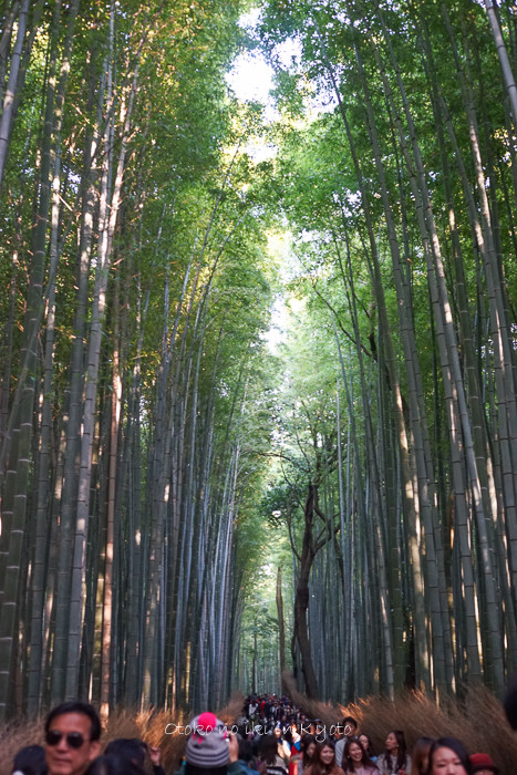1113常寂光寺11月-5