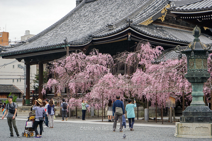0407京都4月-114