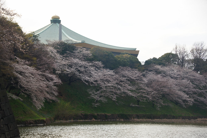 0401HANAMI3月-38
