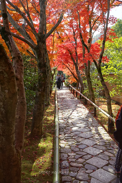1121光悦寺11月-19