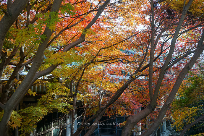 1121光悦寺11月-1
