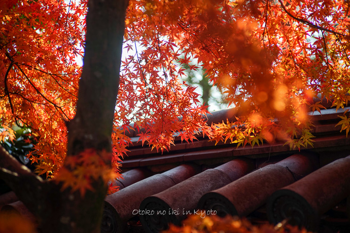 1116退蔵院11月-38