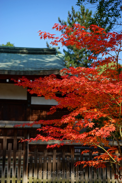1120仁和寺11月-31