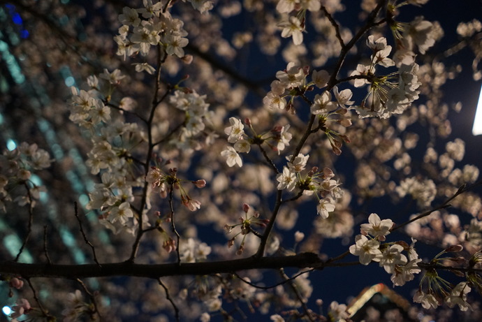 0401桜3