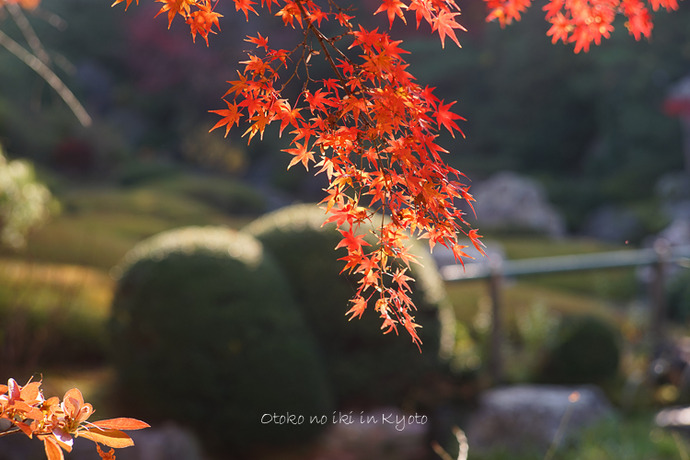 1116退蔵院11月-26