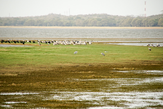 0410Safari9月-37