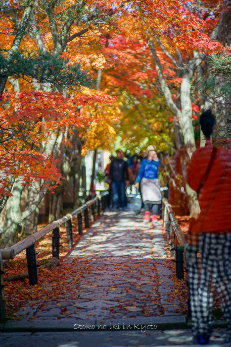 1121光悦寺11月-13