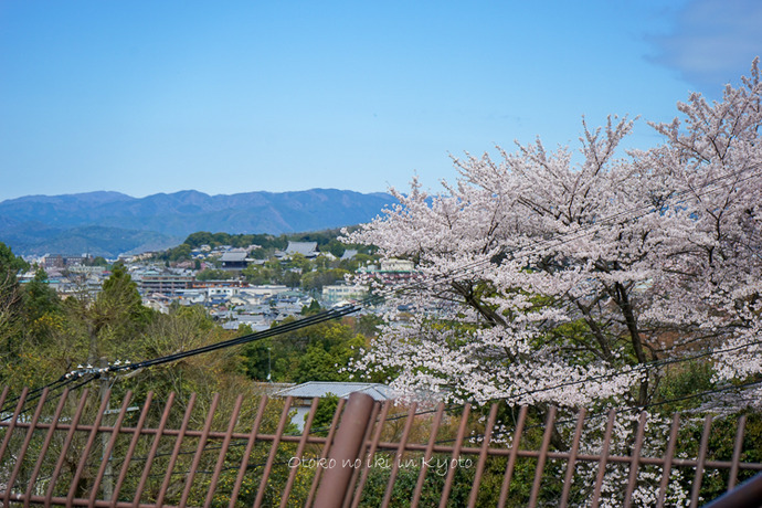 0407京都4月-53