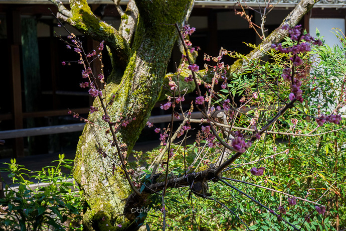 0407京都4月-36