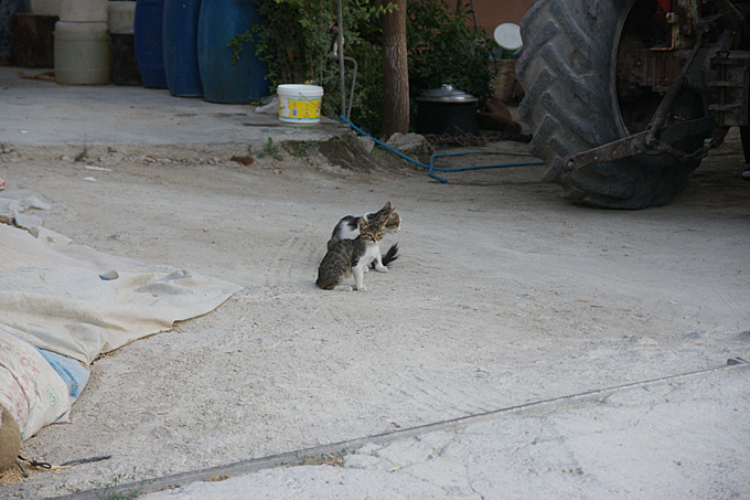 0223-12仔猫