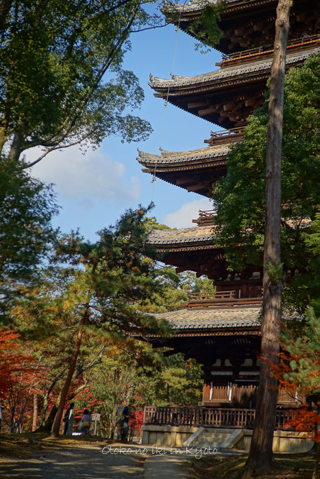 1120仁和寺11月-33