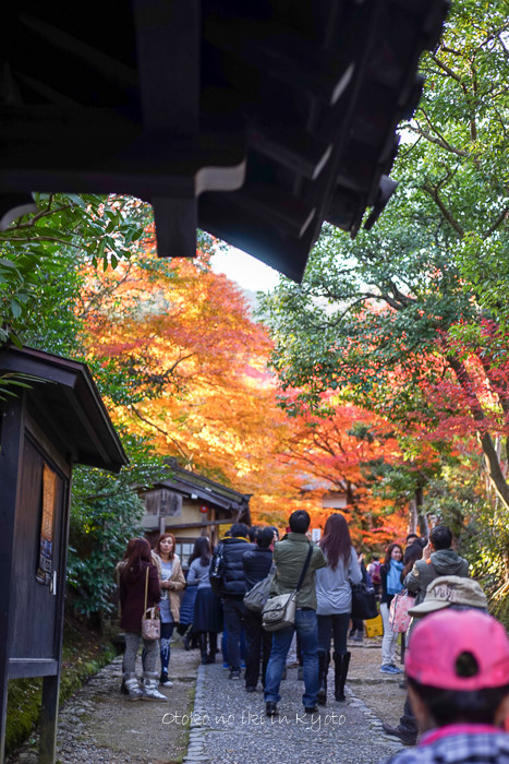 1113常寂光寺11月-8