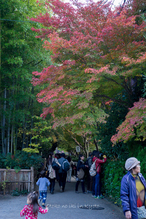 1113常寂光寺11月-39