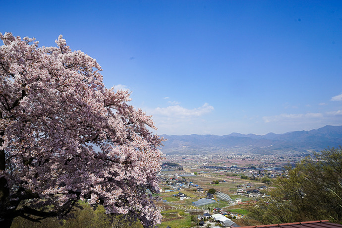 0608紅梅や4月-1