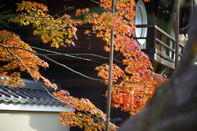 1214Kyoto11月-63