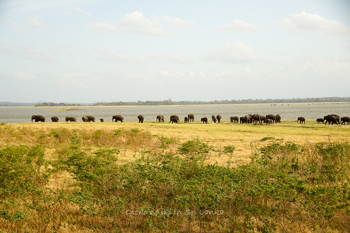 0410Safari9月-39