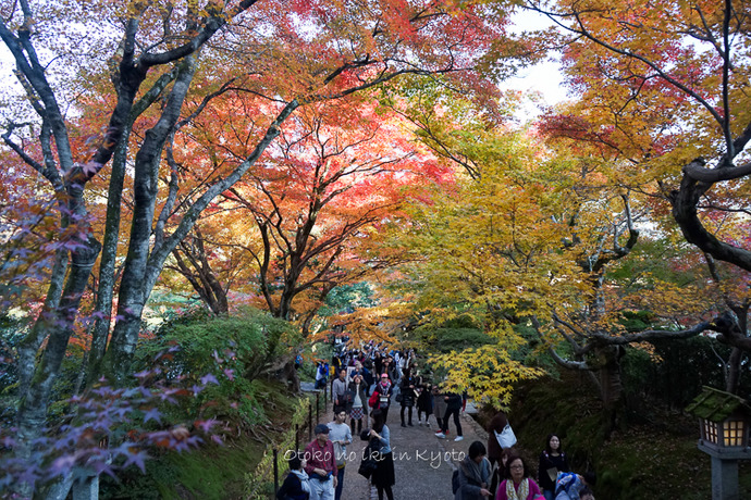 1113常寂光寺11月-11