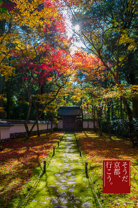 Amazon.co.jp: フィルム 日本文学紀行 涼秋の中尊寺 岩手 紅葉