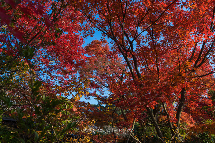 1117妙心寺11月-3