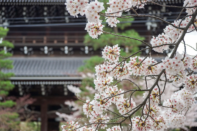 0407京都4月-100