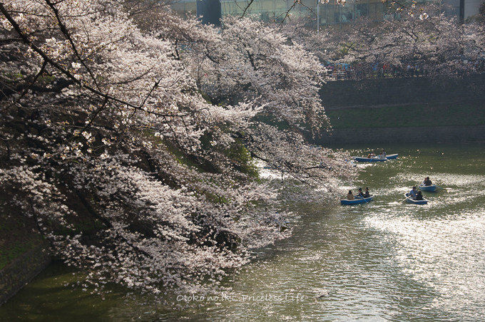 0401HANAMI3月-31