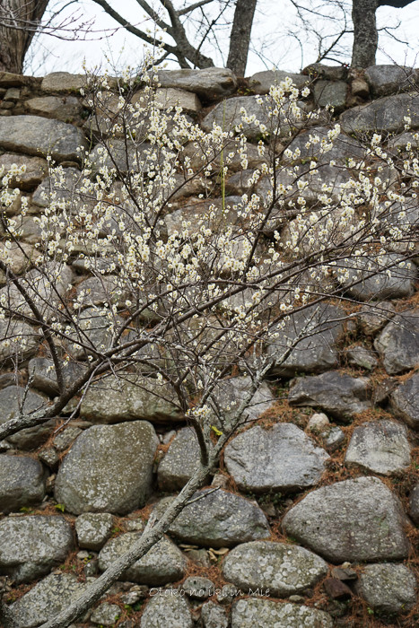 0728松阪城2月-4