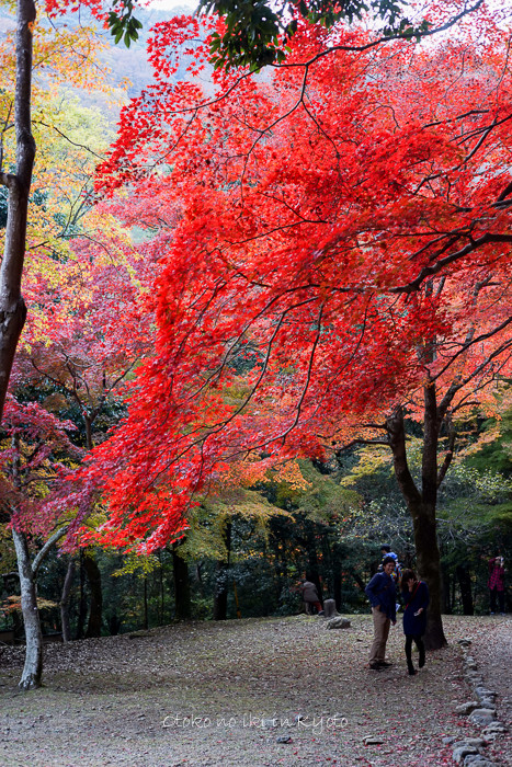 1113常寂光寺11月-2