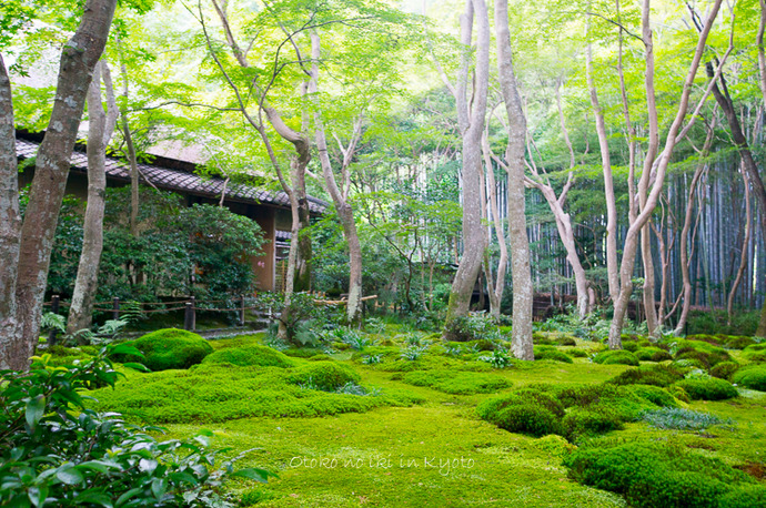 0825祇王寺8月-8
