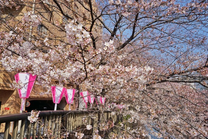 0401桜2