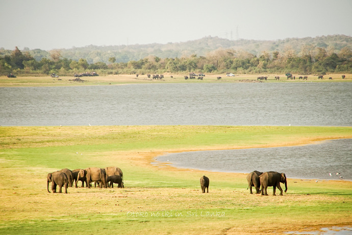 0410Safari9月-52