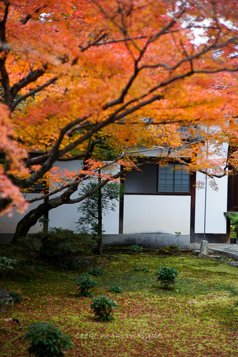 1120仁和寺11月-10